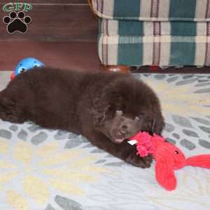 Denver, Newfoundland Puppy